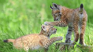 Zwei junge Luchse spielen auf einer Wiese. Seit den 1970er-Jahren versucht man im Freistaat die Tiere wiederanzusiedeln.