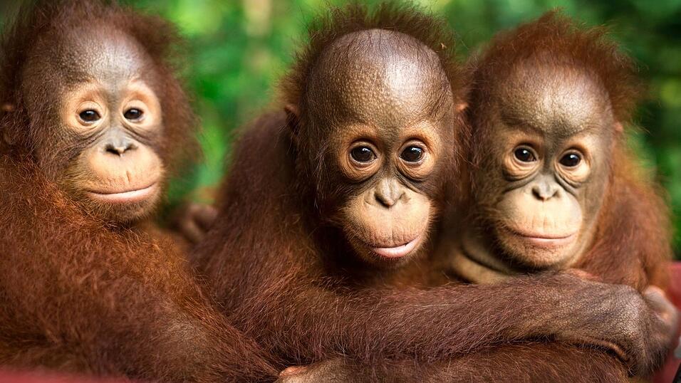 Am 19. August ist Welt-Orang-Utan-Tag.