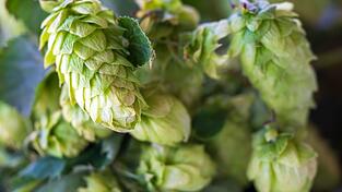 Die deutschen Hopfenbauern stehen laut Verbandsangaben vor einem grundlegenden Umbruch der Branche. (Archivbild) Die deutschen Hopfenbauern stehen laut Verbandsangaben vor einem grundlegenden Umbruch der Branche. (Archivbild)