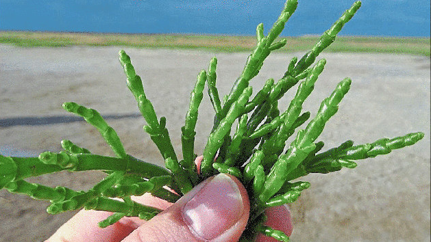 Queller hat das Potenzial zum Superfood.