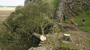 Der ikonische Baum war im September 2023 gefällt worden. (Archivbild)