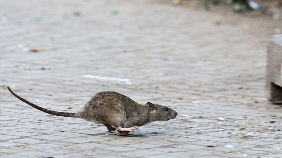New Yorks Kampf gegen die Ratten zeigt nach Angaben der Stadtreinigung Erfolge. (Archivbild) New Yorks Kampf gegen die Ratten zeigt nach Angaben der Stadtreinigung Erfolge. (Archivbild)