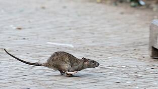New Yorks Kampf gegen die Ratten zeigt nach Angaben der Stadtreinigung Erfolge. (Archivbild) New Yorks Kampf gegen die Ratten zeigt nach Angaben der Stadtreinigung Erfolge. (Archivbild)