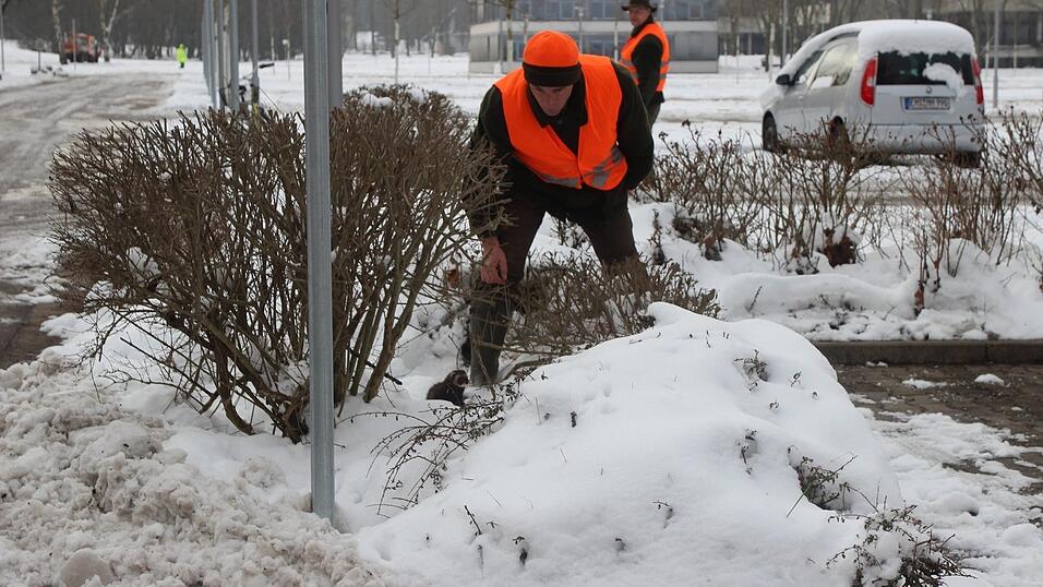 Die Frettchen scheuchen die Kaninchen aus ihrem Bau.