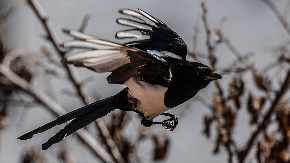 Mehrere Elstern verfingen sich laut Polizei in den aufgestellten Fallen. (Symbolbild)