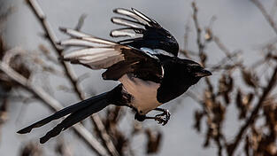 Mehrere Elstern verfingen sich laut Polizei in den aufgestellten Fallen. (Symbolbild)