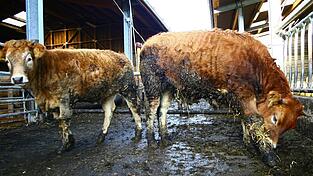 Wenn Landwirte mit der Tierhaltung nicht mehr hinterherkommen, l&ouml;st das oft eine Abw&auml;rtsspirale in Gang. Viele tun sich schwer damit, Hilfe von au&szlig;en zu suchen.&nbsp;