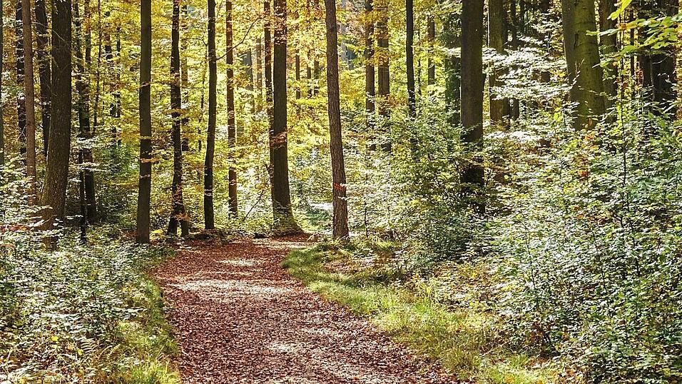 Der Klimawandel und Käferplagen stellen Waldbauern vor Herausforderungen. Antragsverfahren zum Ausbau der Forstinfrastruktur ziehen sich wegen Personalmangel an den Landwirtschaftsämtern in die Länge. Der Klimawandel und Käferplagen stellen Waldbauern vor Herausforderungen. Antragsverfahren zum Ausbau der Forstinfrastruktur ziehen sich wegen Personalmangel an den Landwirtschaftsämtern in die Länge.