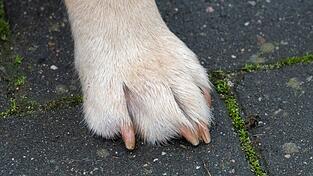 Der Hund starb nach dem Unfall noch während der tierärztlichen Versorgung. (Symbolbild) Der Hund starb nach dem Unfall noch während der tierärztlichen Versorgung. (Symbolbild)