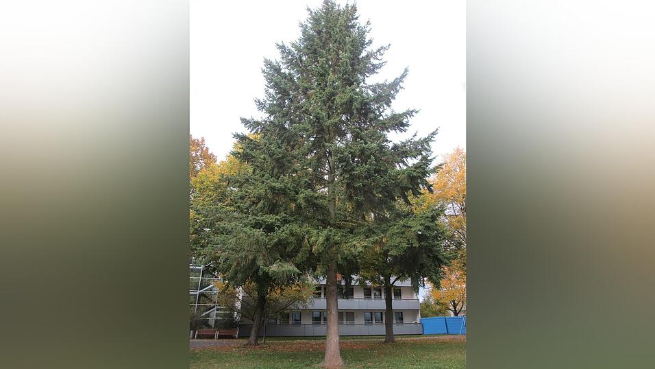 Die Douglasie im Nikola-Park ist noch recht klein. Mit zunehmendem Alter können die Bäume wahre Giganten werden. Die Douglasie im Nikola-Park ist noch recht klein. Mit zunehmendem Alter können die Bäume wahre Giganten werden.