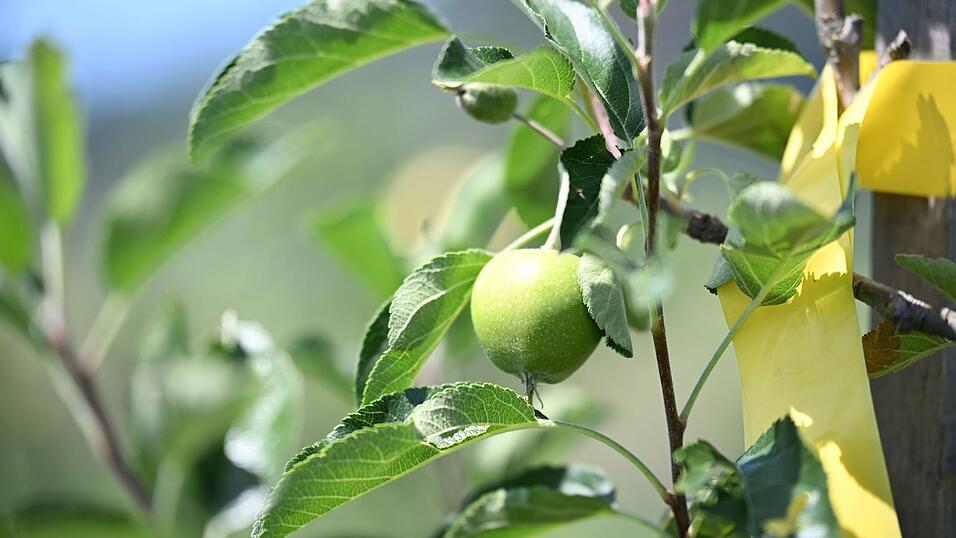 Noch sind die &Auml;pfel gr&uuml;n. Im Herbst soll die erste gr&ouml;&szlig;ere Ernte beginnen.