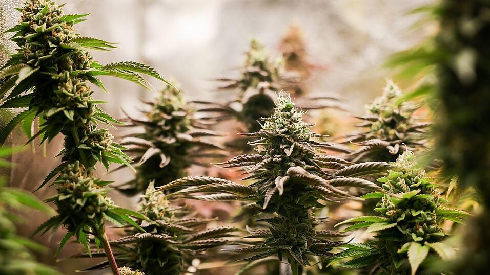 Nach einem Brand im schwäbischen Friedberg ermittelt die Polizei gegen einen 39-Jährigen wegen Verstößen gegen das Cannabisgesetz. (Symbolbild) Nach einem Brand im schwäbischen Friedberg ermittelt die Polizei gegen einen 39-Jährigen wegen Verstößen gegen das Cannabisgesetz. (Symbolbild)