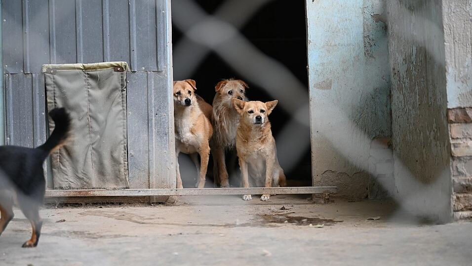 Aktivisten fordern schon länger ein landesweites Tierschutzgesetz für China. (Symbolbild) Aktivisten fordern schon länger ein landesweites Tierschutzgesetz für China. (Symbolbild)