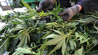 Hunderte Marihuana-Pflanzen wurden auf einem Schwarzkümmelfeld im Osten von Landshut entdeckt. (Symbolbild) Hunderte Marihuana-Pflanzen wurden auf einem Schwarzkümmelfeld im Osten von Landshut entdeckt. (Symbolbild)