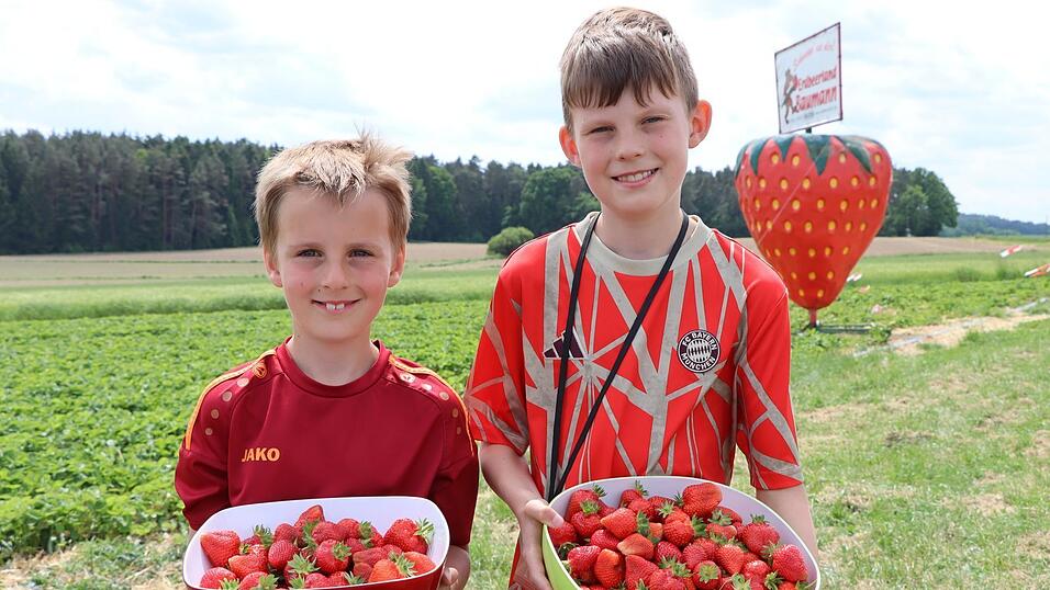 Leon (7 Jahre) und Lukas (10 Jahre) aus Konzell waren heuer das erste Mal beim Erdbeerpfl&uuml;cken. Ihre fruchtige Ausbeute kann sich sehen lassen!