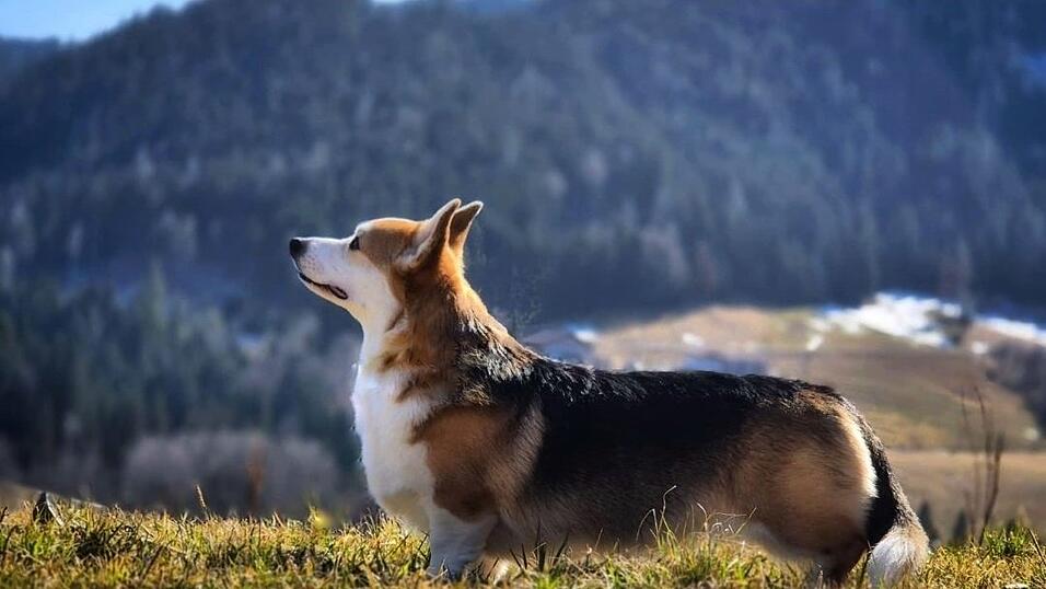 Bonnie Belle - wörtlich übersetzt bedeutet das so viel wie „die hübsche Schöne“ - zählt für die Fédération Cynologique Internationale zu den schönsten Corgis weltweit.