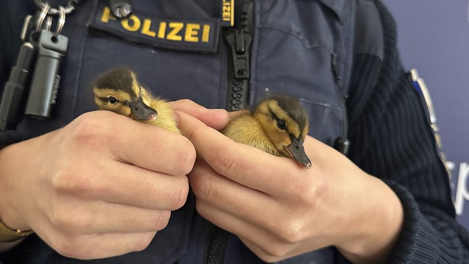Die K&uuml;ken wurden wohlbehalten einer Vogelauffangstation &uuml;bergeben.