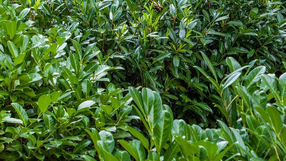 Kirschlorbeer ist wie Hortensien und Forsythien &ouml;kologisch nahezu wertlos. (Archivbild)