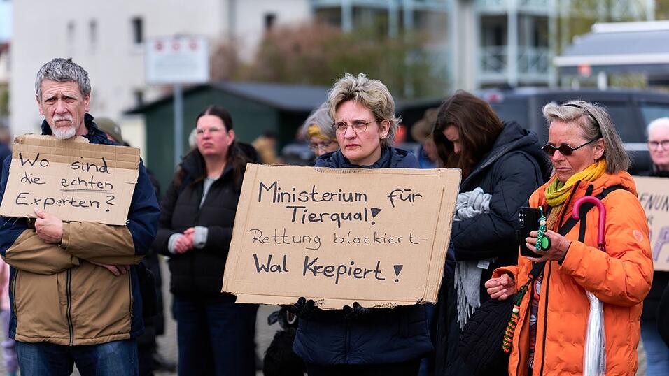 Auch am Sonntag demonstrieren wieder zahlreiche Menschen für die Rettung des Wals. Auch am Sonntag demonstrieren wieder zahlreiche Menschen für die Rettung des Wals.
