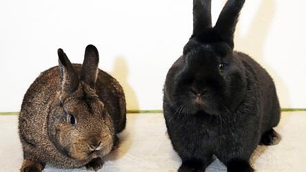 Die Sieger des Wettbewerbs mit den besten Bewertungen: links die Häsin, rechts der Rammler.