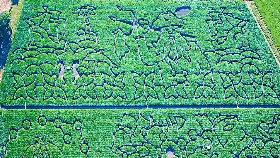 Alle zwei Jahre gibt es in Rinkam ein Maislabyrinth. Am heutigen Montag wird über den Irrgarten im BR-Fernsehen in der Sendung 'Heimat der Rekorde' berichtet. Alle zwei Jahre gibt es in Rinkam ein Maislabyrinth. Am heutigen Montag wird über den Irrgarten im BR-Fernsehen in der Sendung 'Heimat der Rekorde' berichtet.