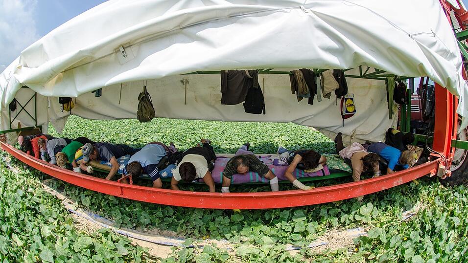 Die Erntesaison für Gurken dauert voraussichtlich noch bis Mitte September. Die Erntesaison für Gurken dauert voraussichtlich noch bis Mitte September.