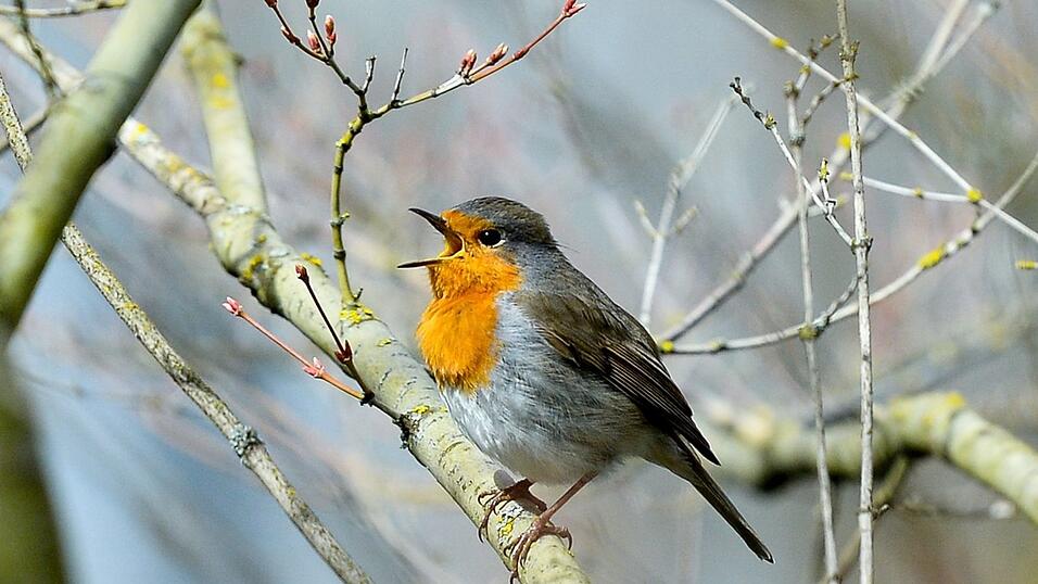 Rotkehlchen zwitschern noch vor dem Morgengrauen. (Archivbild)