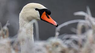 Die Autofahrerin konnte den Schwan selbst von der Fahrbahn locken. (Symbolbild) Die Autofahrerin konnte den Schwan selbst von der Fahrbahn locken. (Symbolbild)