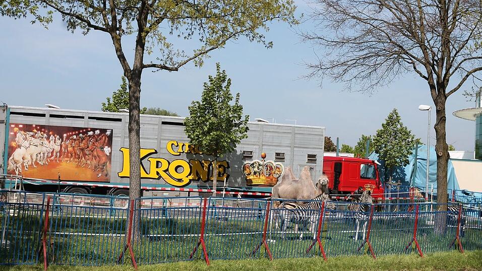 Bis zum 17. Mai gastiert der Circus Krone in Straubing. Wir haben uns angeschaut, wie es hinter den Kulissen aussieht. Bis zum 17. Mai gastiert der Circus Krone in Straubing. Wir haben uns angeschaut, wie es hinter den Kulissen aussieht.