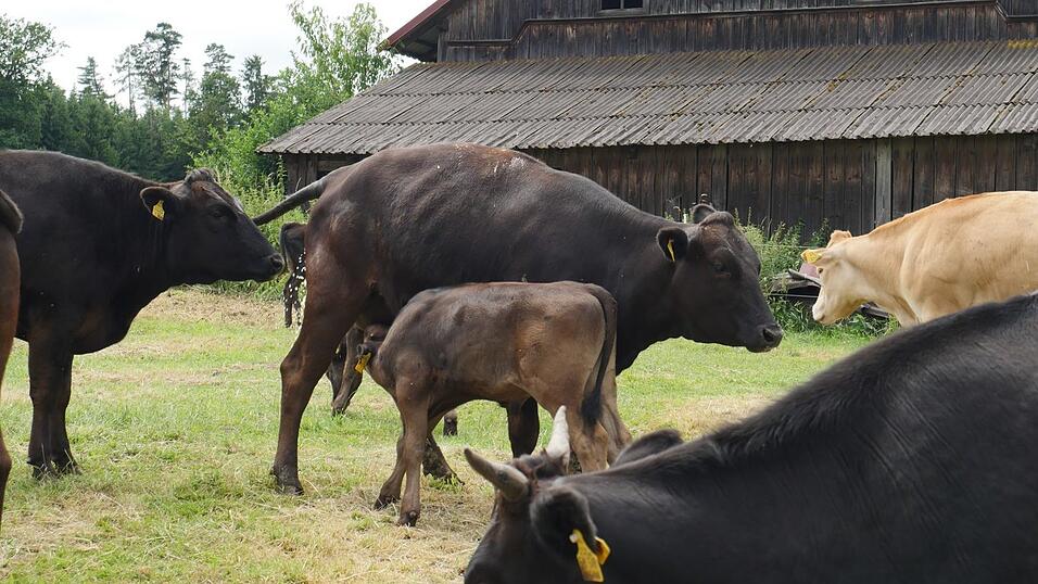 Sein neuestes Projekt: Wagyu-Rinder. Sein neuestes Projekt: Wagyu-Rinder.