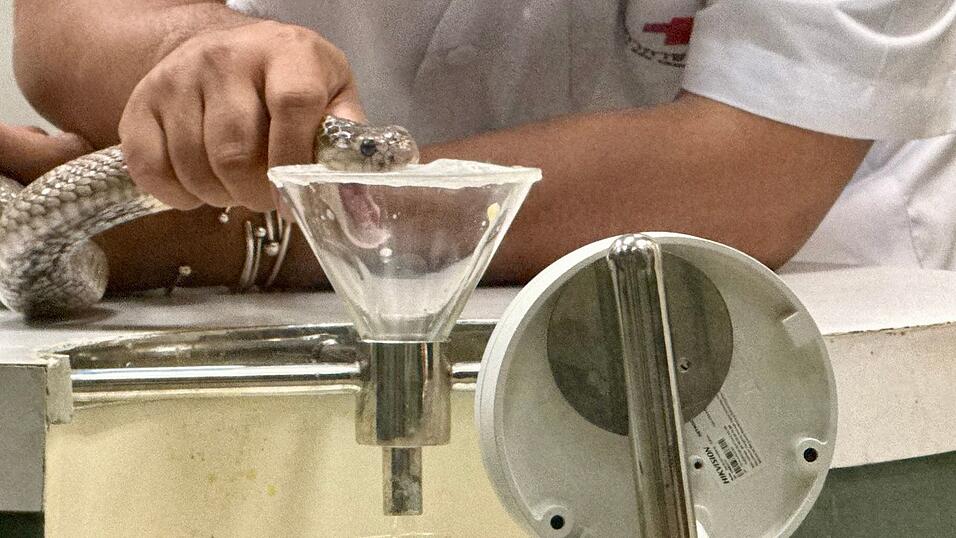 Wenn die Schlange in die Kunststoff-Membran bei&szlig;t, flie&szlig;t Gift aus ihrem Maul in einen Glasbeh&auml;lter.