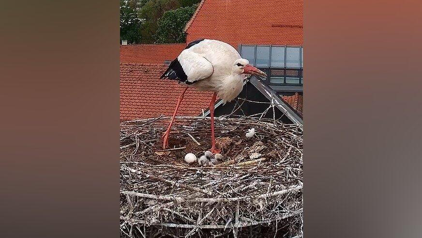 Die Webcam von Sport Erdl l&auml;sst am Aufwachsen des Storchennachwuchses teilhaben.