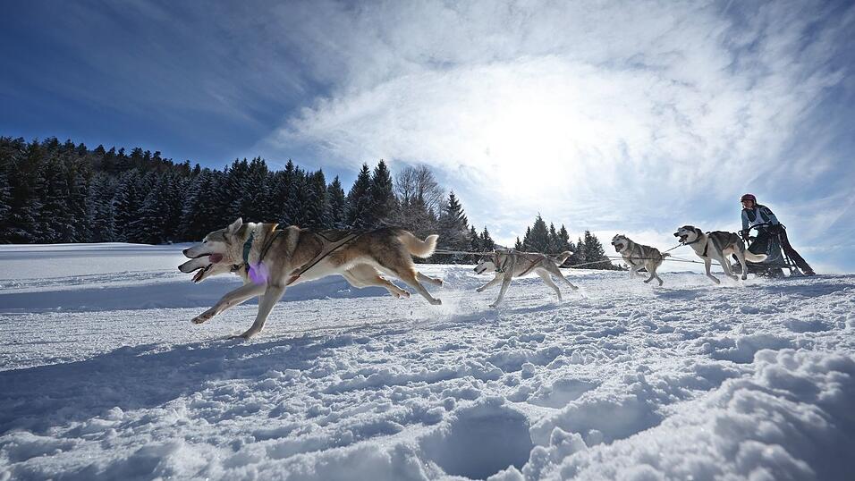 Teams aus etlichen Ländern in Europas gingen im bayerisch-österreichischen Grenzgebiet an den Start. Teams aus etlichen Ländern in Europas gingen im bayerisch-österreichischen Grenzgebiet an den Start.