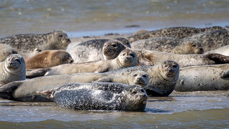 Seehunde brauchen etwa für die Aufzucht ihrer Jungtiere viel Ruhe und sollten nicht gestört werden. (Archivbild) Seehunde brauchen etwa für die Aufzucht ihrer Jungtiere viel Ruhe und sollten nicht gestört werden. (Archivbild)