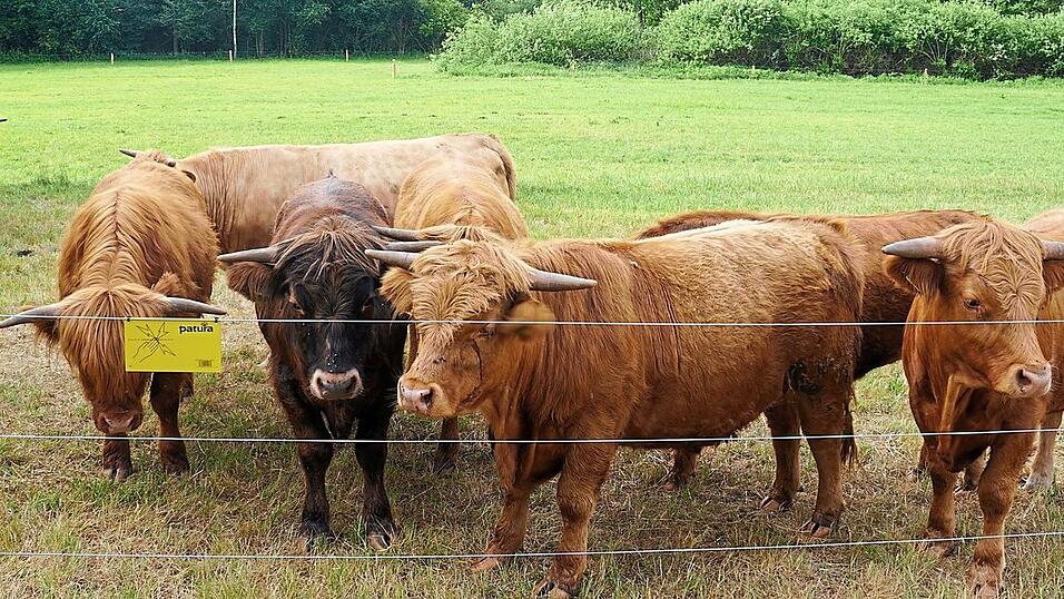 Im Heiligenstädter Moos weiden künftig schottische Hochlandrinder im Rahmen eines besonderen Naturschutzprojekts. Im Heiligenstädter Moos weiden künftig schottische Hochlandrinder im Rahmen eines besonderen Naturschutzprojekts.
