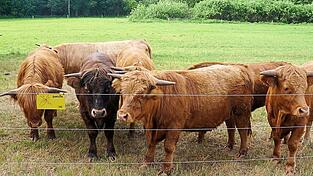 Im Heiligenstädter Moos weiden künftig schottische Hochlandrinder im Rahmen eines besonderen Naturschutzprojekts. Im Heiligenstädter Moos weiden künftig schottische Hochlandrinder im Rahmen eines besonderen Naturschutzprojekts.