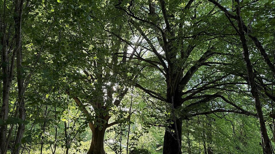 Die Rhön ist wie hier in ihrem bayrischen Teil Lebensraum alter knorriger Bäume. (Archivbild) Die Rhön ist wie hier in ihrem bayrischen Teil Lebensraum alter knorriger Bäume. (Archivbild)