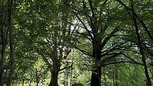 Die Rh&ouml;n ist wie hier in ihrem bayrischen Teil Lebensraum alter knorriger B&auml;ume. (Archivbild)