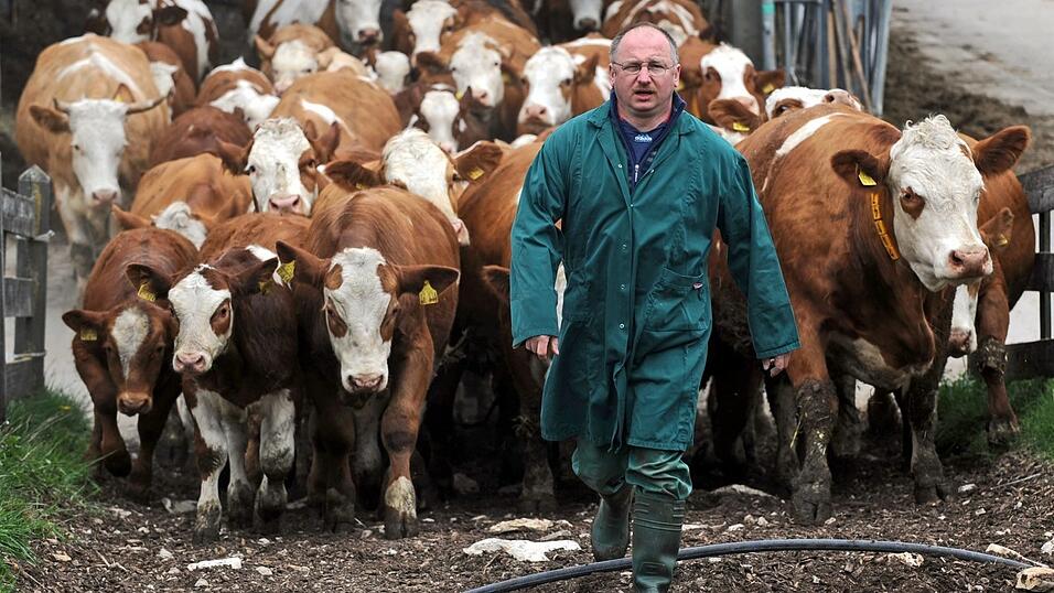 Benediktiner-Frater Richard Schmidt bringt in Gummistiefeln und Kittel eine Herde braun-wei&szlig;er K&uuml;he aus dem Stall.