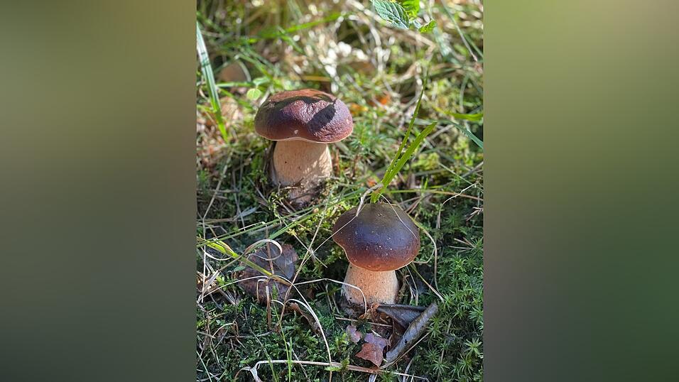 Benedikt Haimerl war bei einer Waldbesichtigung in der Nähe von Steinach/Münster eigentlich gar nicht auf Schwammerlsuche - umso mehr dürfte es ihn erfreut haben, dass er diese Pilze entdeckte. Benedikt Haimerl war bei einer Waldbesichtigung in der Nähe von Steinach/Münster eigentlich gar nicht auf Schwammerlsuche - umso mehr dürfte es ihn erfreut haben, dass er diese Pilze entdeckte.