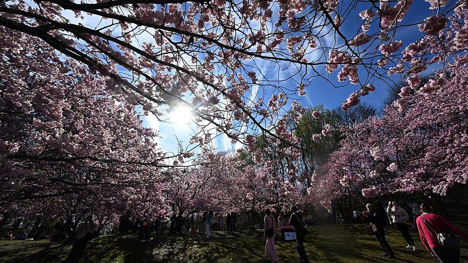 Im M&uuml;nchner Olympiapark bl&uuml;hen bereits die B&auml;ume.