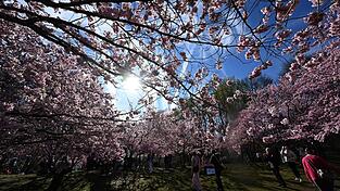 Im M&uuml;nchner Olympiapark bl&uuml;hen bereits die B&auml;ume.