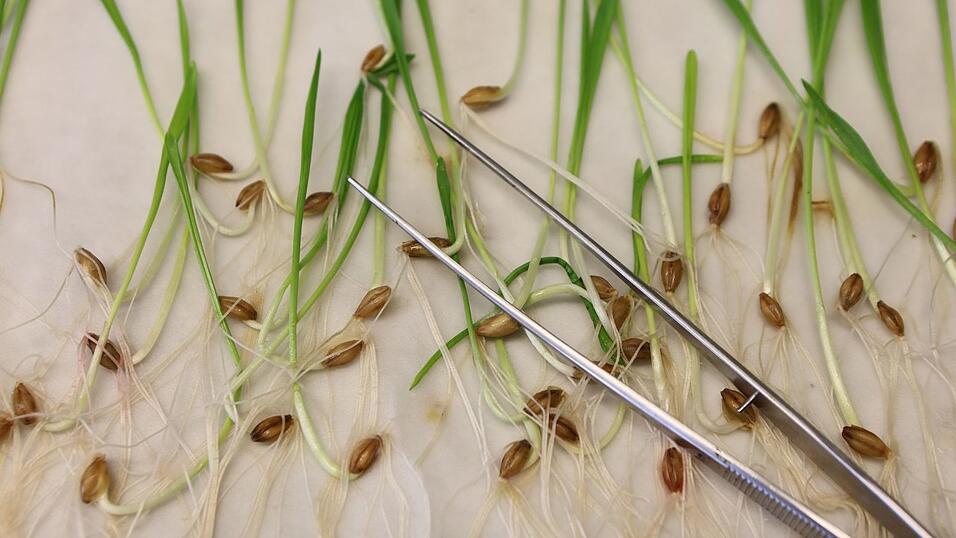 Wird es künftig einfacher, an gentechnisch veränderten Pflanzen zu forschen? (Archivbild) Wird es künftig einfacher, an gentechnisch veränderten Pflanzen zu forschen? (Archivbild)