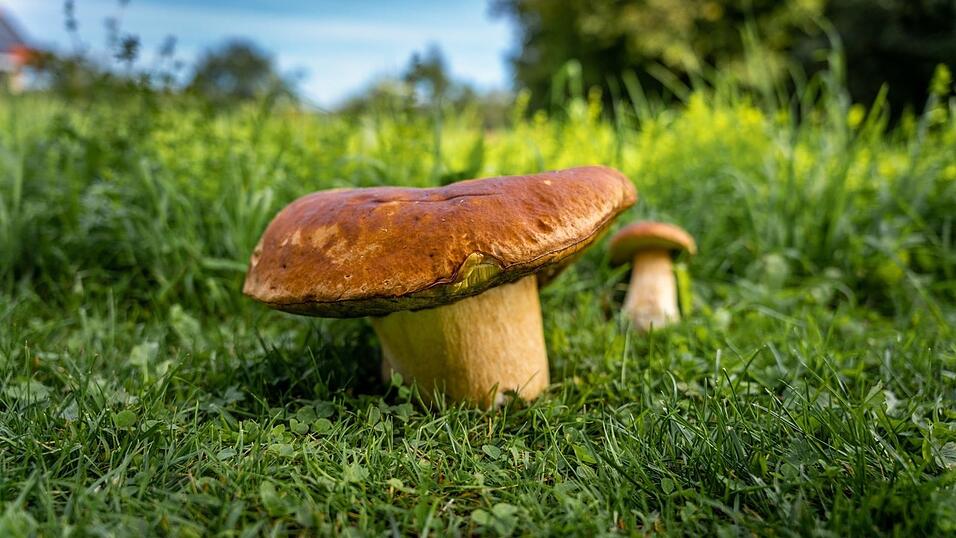 Markus Stangl fotografierte diesen Pilz in Gfäll (Landkreis Cham). Markus Stangl fotografierte diesen Pilz in Gfäll (Landkreis Cham).