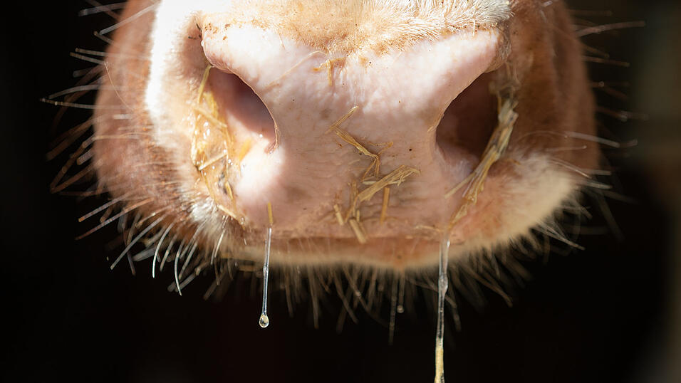 Elf Kühe mussten, so der Staatsanwalt „erhebliche Leiden“ erdulden (Symbolfoto). Elf Kühe mussten, so der Staatsanwalt „erhebliche Leiden“ erdulden (Symbolfoto).