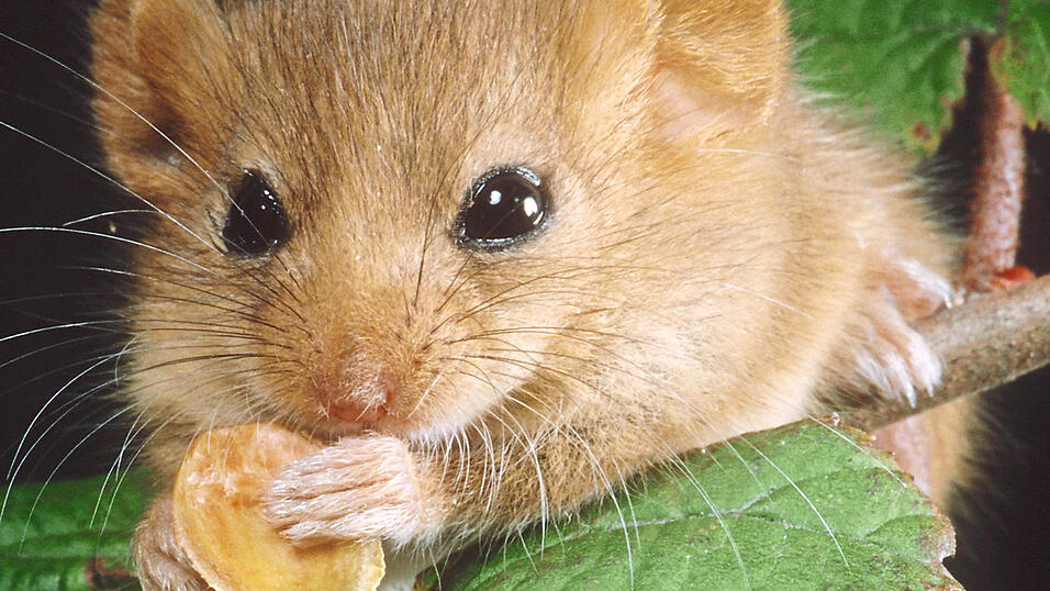 Sie ist am liebsten in Sträuchern und Bäumen unterwegs: Die Haselmaus. In Vilshofen wird laut Aussagen des BN-Ortsvereins ihr Lebensraum durch die Ortsumgehung und ein Neubaugebiet vernichtet. Sie ist am liebsten in Sträuchern und Bäumen unterwegs: Die Haselmaus. In Vilshofen wird laut Aussagen des BN-Ortsvereins ihr Lebensraum durch die Ortsumgehung und ein Neubaugebiet vernichtet.