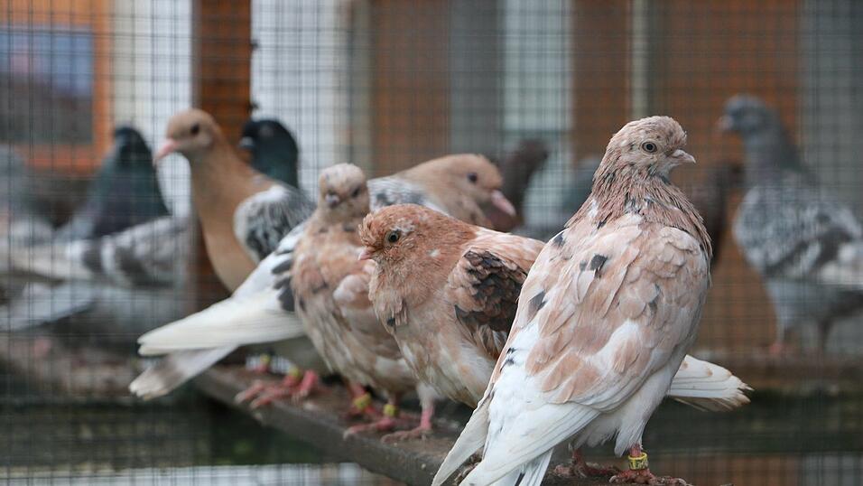 Mehrere Taubenarten züchtet Markus Dengler, darunter die vielfarbigen Portugiesischen Tümmler (kurz Portis), im Hintergrund Nürnberger Lerchen und die Altenburger Trommeltauben gelercht (hinten). Mehrere Taubenarten züchtet Markus Dengler, darunter die vielfarbigen Portugiesischen Tümmler (kurz Portis), im Hintergrund Nürnberger Lerchen und die Altenburger Trommeltauben gelercht (hinten).