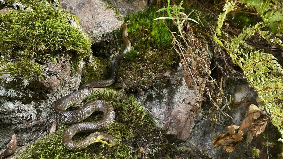Eine &Auml;skulapnatter in vollem Ausma&szlig;.
