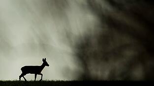 Die Rehe wurden offenbar unter anderem mit einem Pfeil getötet. (Archivbild) Die Rehe wurden offenbar unter anderem mit einem Pfeil getötet. (Archivbild)