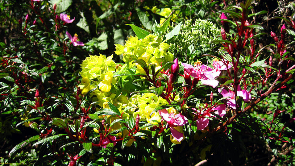 Landaufenthalt in Panama, Januar 2010 Landaufenthalt in Panama, Januar 2010